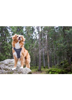 Rukka pets Comfort air harness